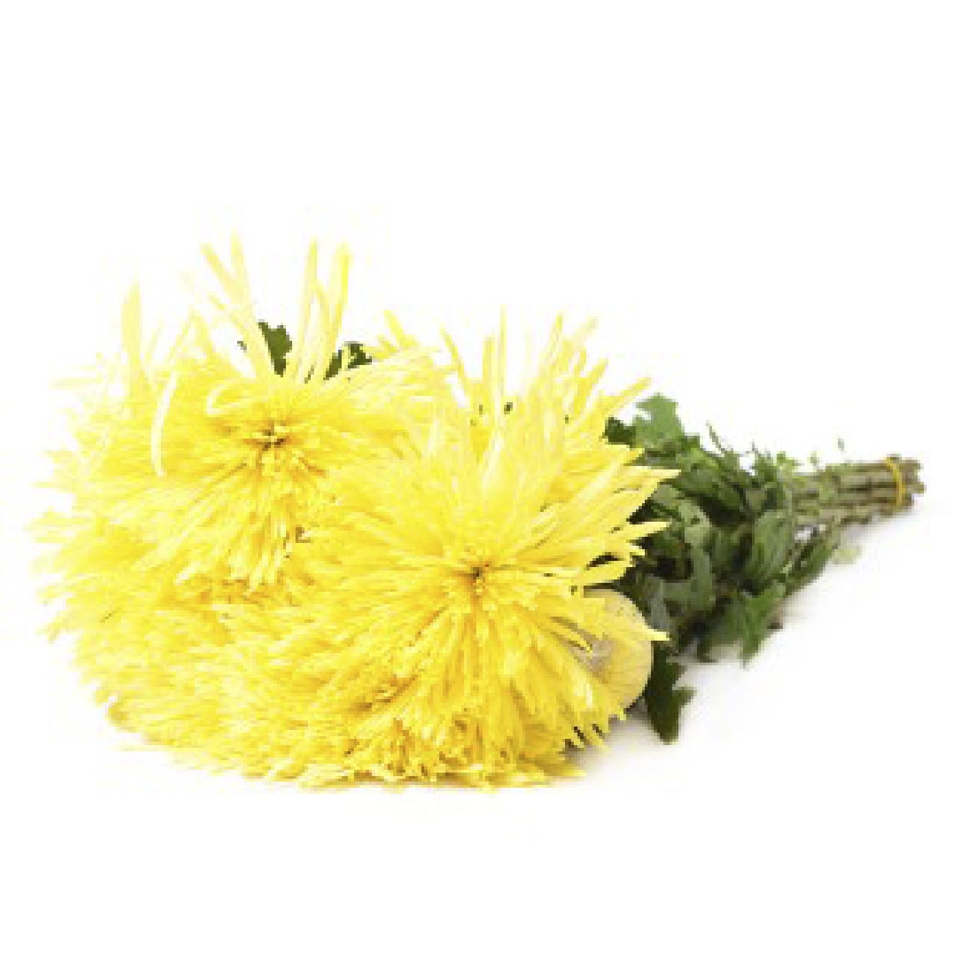 product: Хризантема желтая на похороны | Купить хризантемы в Москве в интернет-магазине 5 РИТУАЛ РУ.